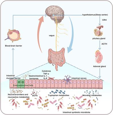 Exploring the pathogenesis of insomnia and acupuncture intervention strategies based on the microbiota-gut-brain axis